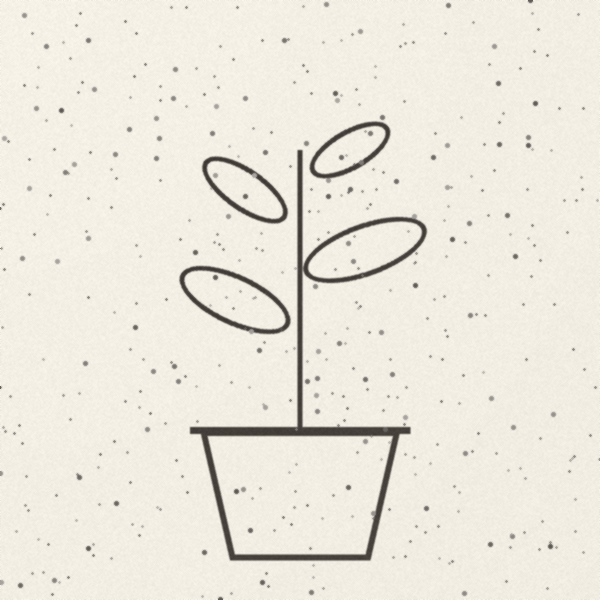 Line drawing of a potted plant on grainy, unevenly lit paper